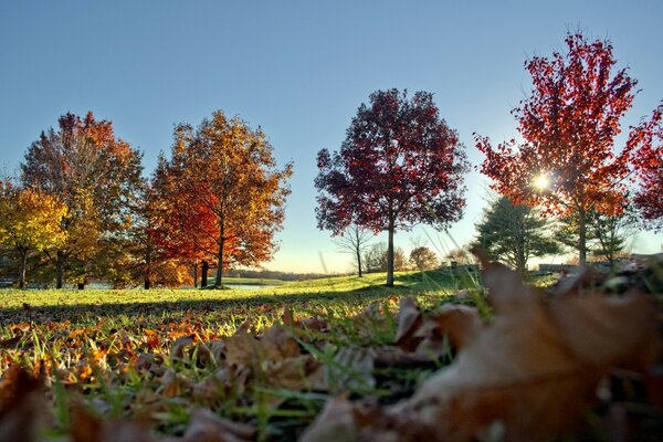 Arbres rougeâtres par une journée ensoleillée