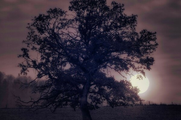 Grand arbre au coucher du soleil