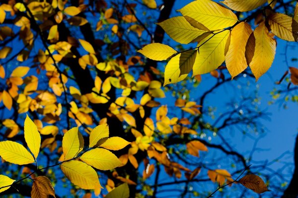 Heller Himmel. Schöne Herbstblätter