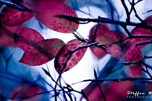 Bright leaves outdoors in autumn