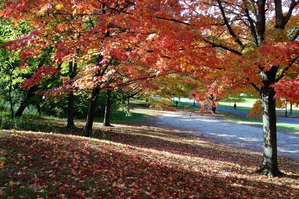 Bunte Ahornbäume im Park