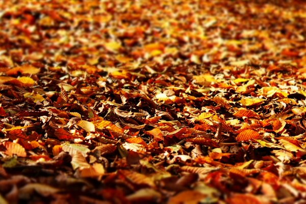 Alfombra naranja hecha de hojas de otoño. Otoño. Caída de hojas