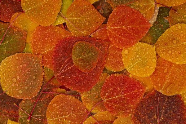 Raindrops on autumn leaves