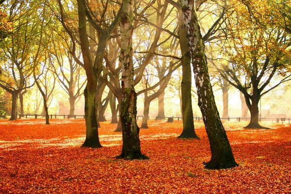 Autumn leaves strewed the ground, the dust of wood