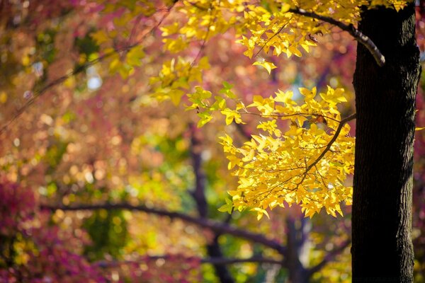 秋叶在阳光明媚的天气树上