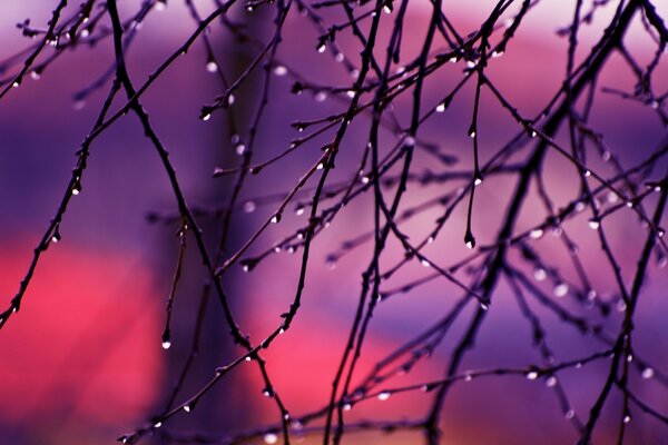 Gotas de agua en ramas sin hojas