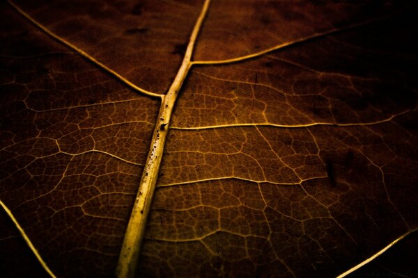 Texture des veines sombres de la feuille, tout cela pour le bureau