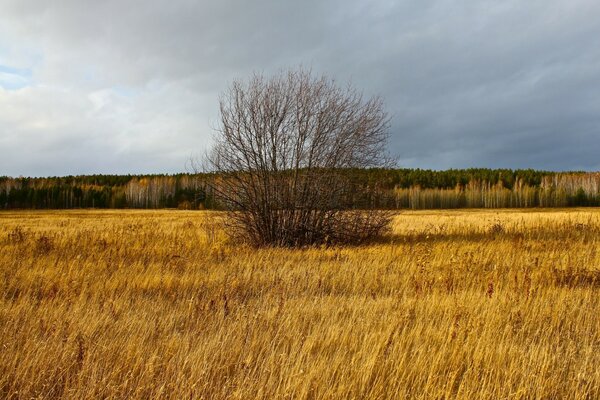 Arbusto desnudo de otoño en medio del campo