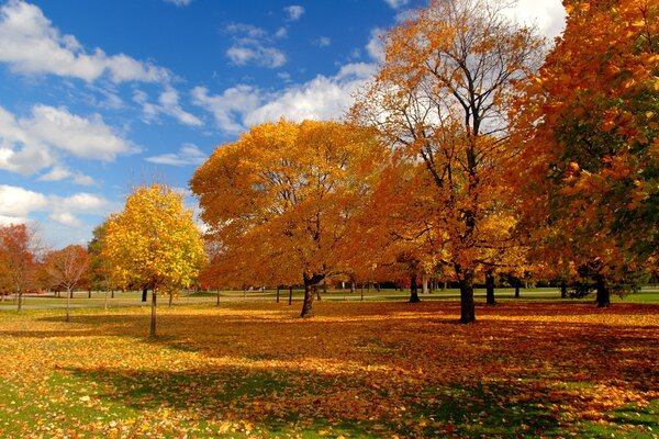 Sonbahar parkında güneşli bir gün