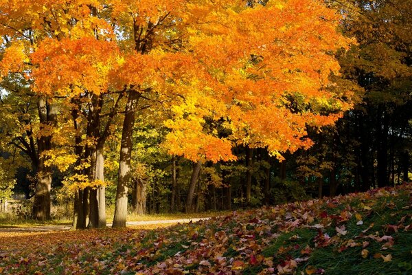 Arce de otoño. Corona de arce naranja en otoño