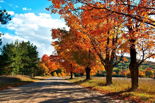 Floresta do outono. O longo caminho