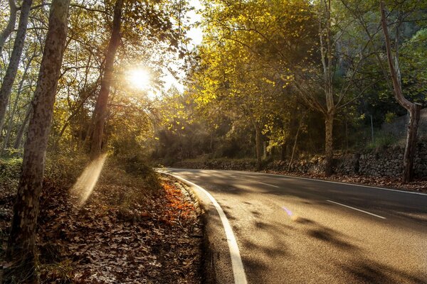 Le soleil brille sur la route qui traverse la forêt