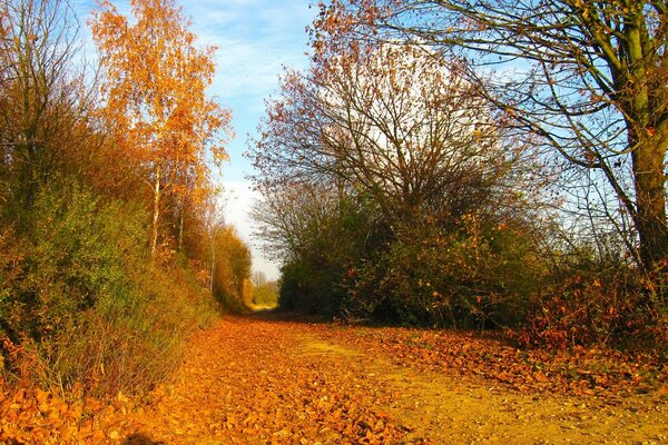 Camino de otoño con hojas de naranja