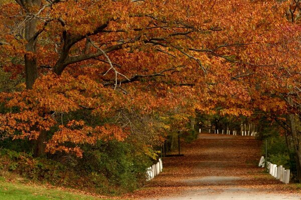 Die Straße im Park und der Herbstwald