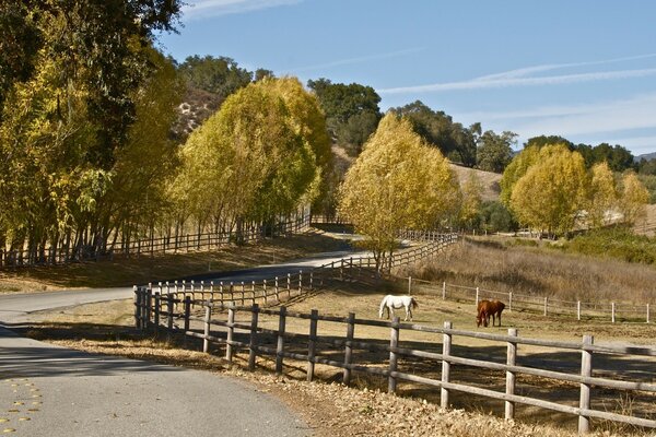 Horses behind the fence in sunny weather