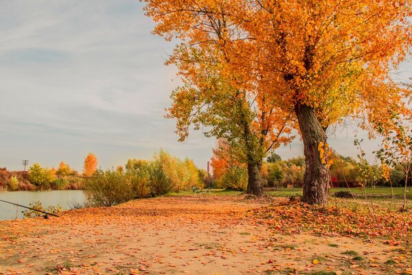 Fishing on the shore of the autumn tree