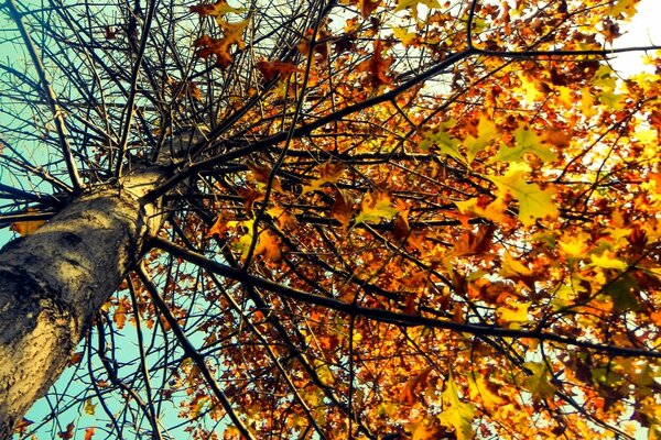 Caen las últimas hojas de otoño. Árbol de otoño. Gigante de otoño. Naturaleza