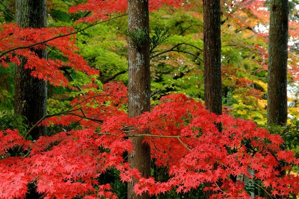 Floresta colorida do outono durante o dia