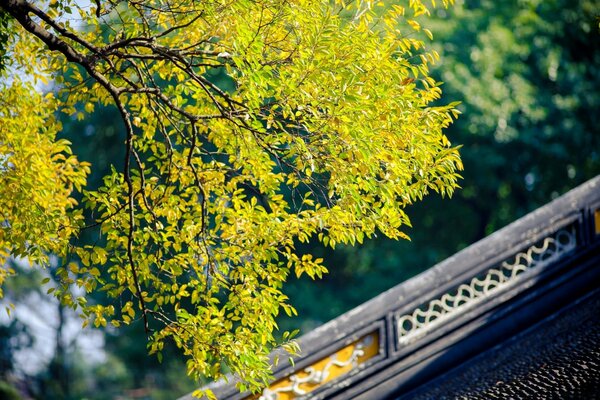 Green trees. Beautiful landscape