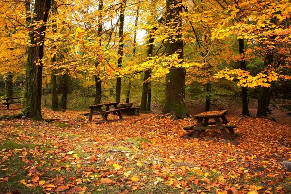 Foglia d acero nel parco spazio urbano tutto addormentato