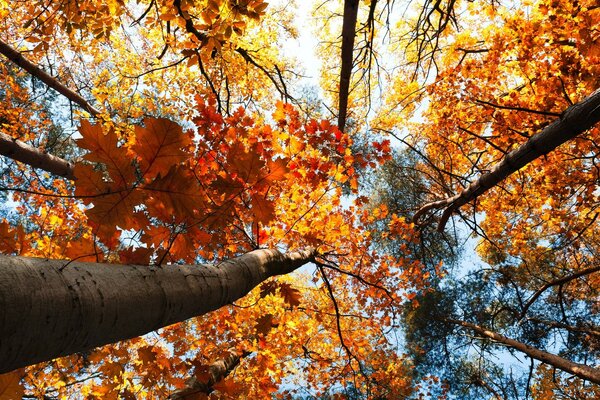 Im Herbst eine besondere Atmosphäre, wenn Sie Ihren Kopf im Wald heben