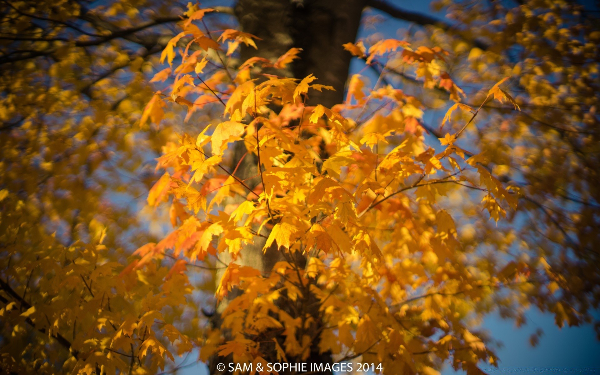 otoño otoño hoja naturaleza al aire libre árbol temporada brillante rama arce madera cambio oro buen tiempo parque exuberante flora color