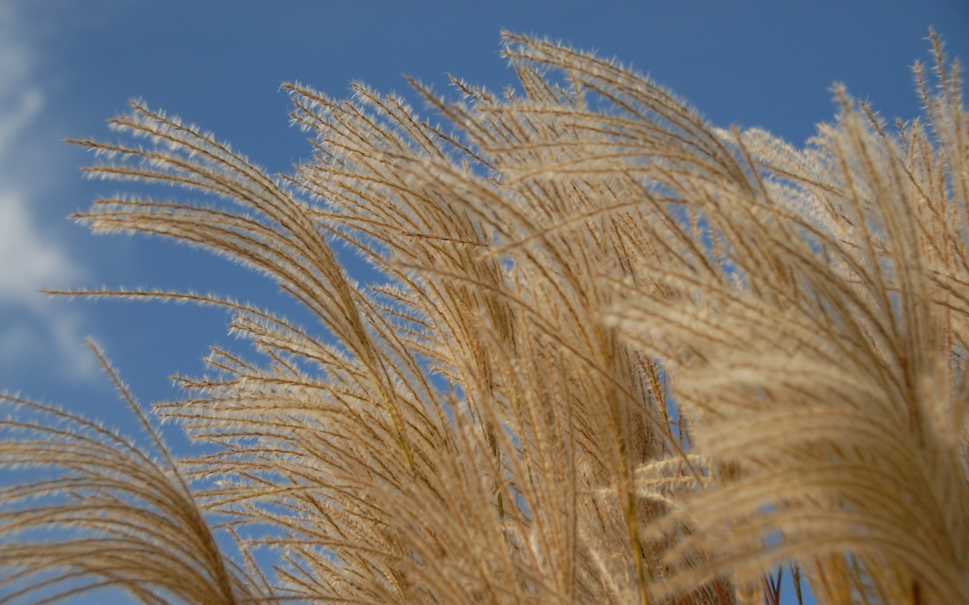 秋天 明亮 自然 夏天 天空 户外 植物群 季节 小麦 薄片 生长 黄金 桌面 秋天 颜色 好天气 农村