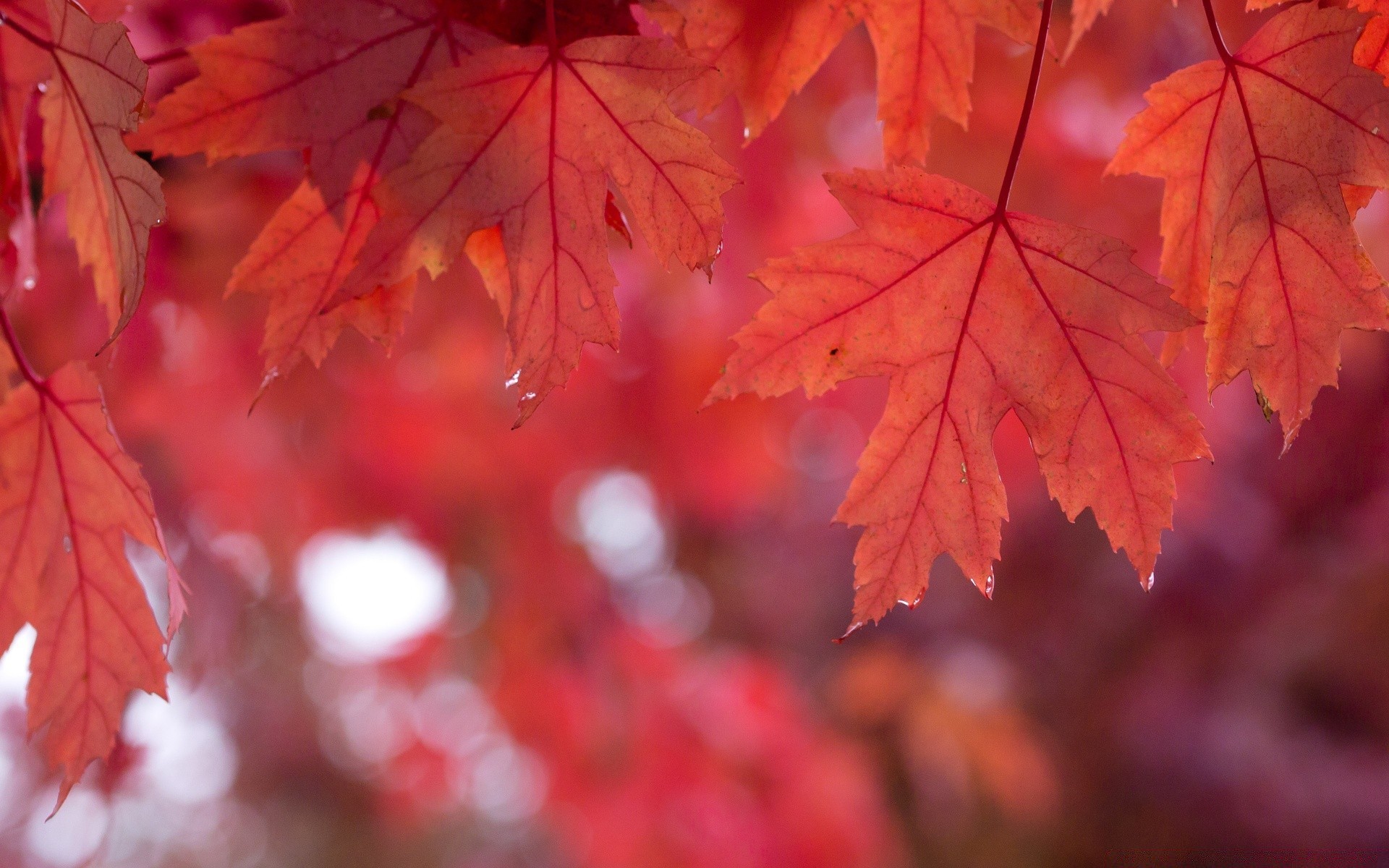 otoño hoja otoño arce brillante naturaleza exuberante al aire libre color buen tiempo cambio temporada sol brillante