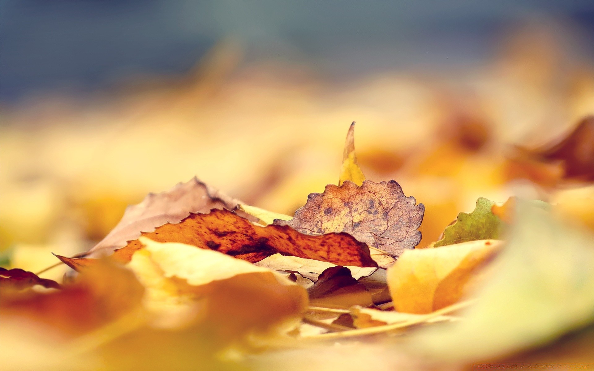 herbst unschärfe herbst blatt stillleben essen natur holz