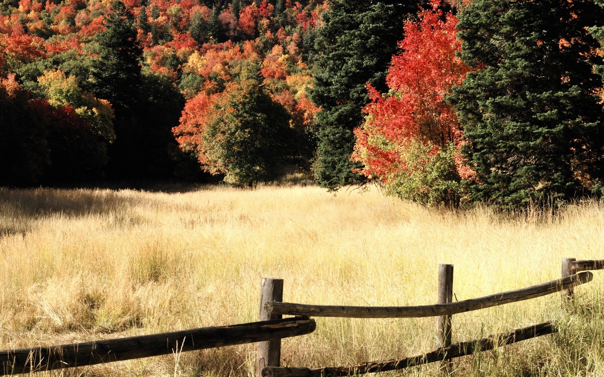 otoño otoño árbol paisaje naturaleza madera hoja al aire libre cerca temporada parque escénico hierba arce campo color agua