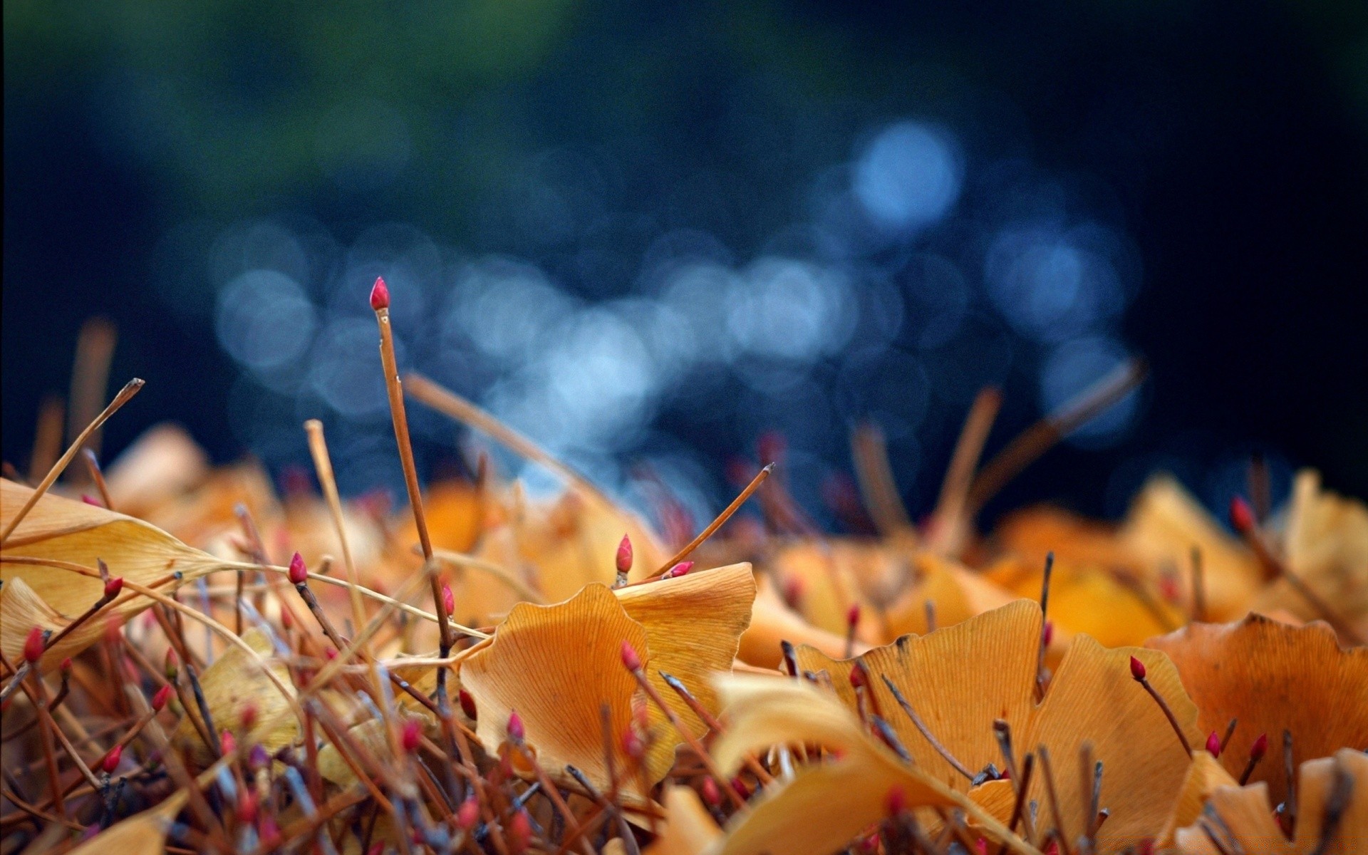 automne automne flou nature feuille lumière à l extérieur couleur fleur bois