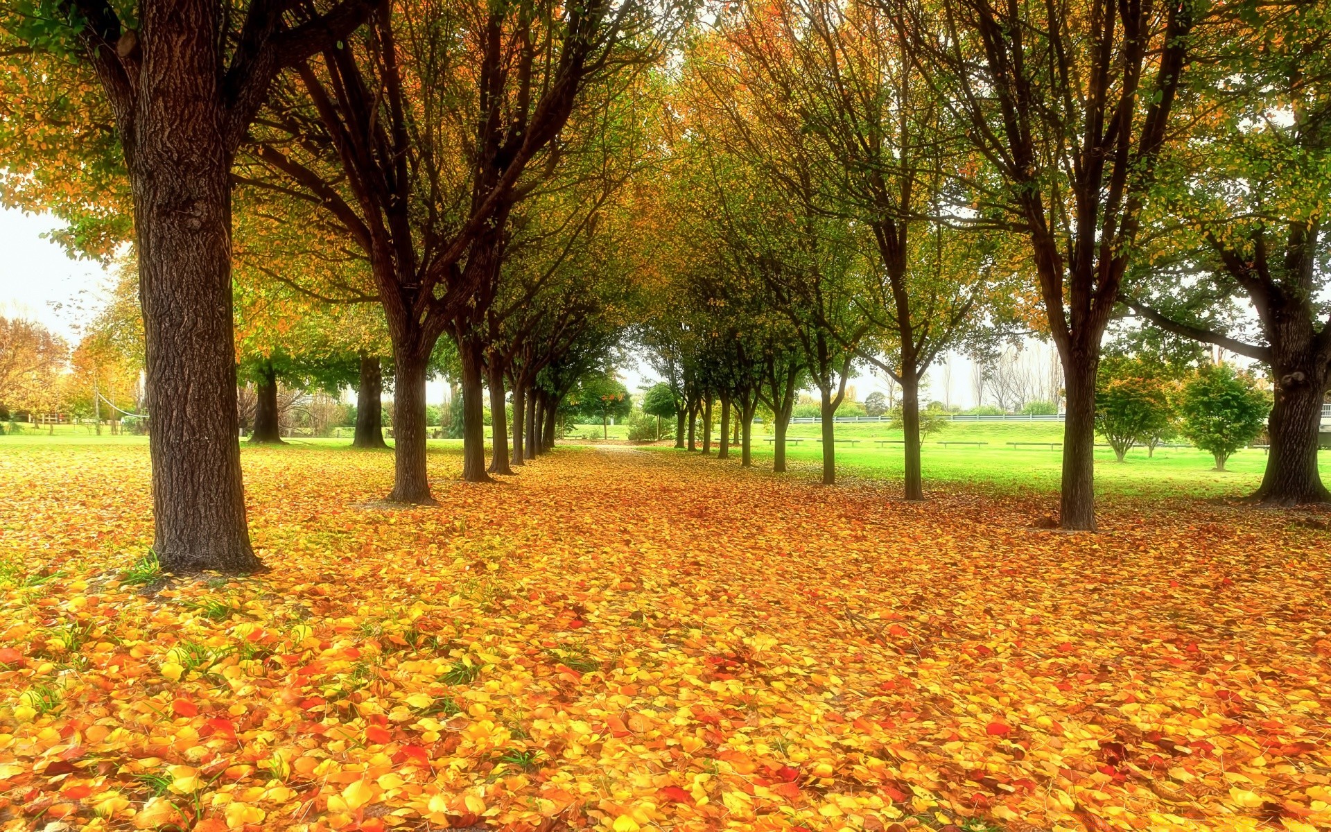 herbst herbst baum park blatt saison ahorn natur landschaft holz garten farbe gasse guide flora ländlichen szene fußweg gold hell