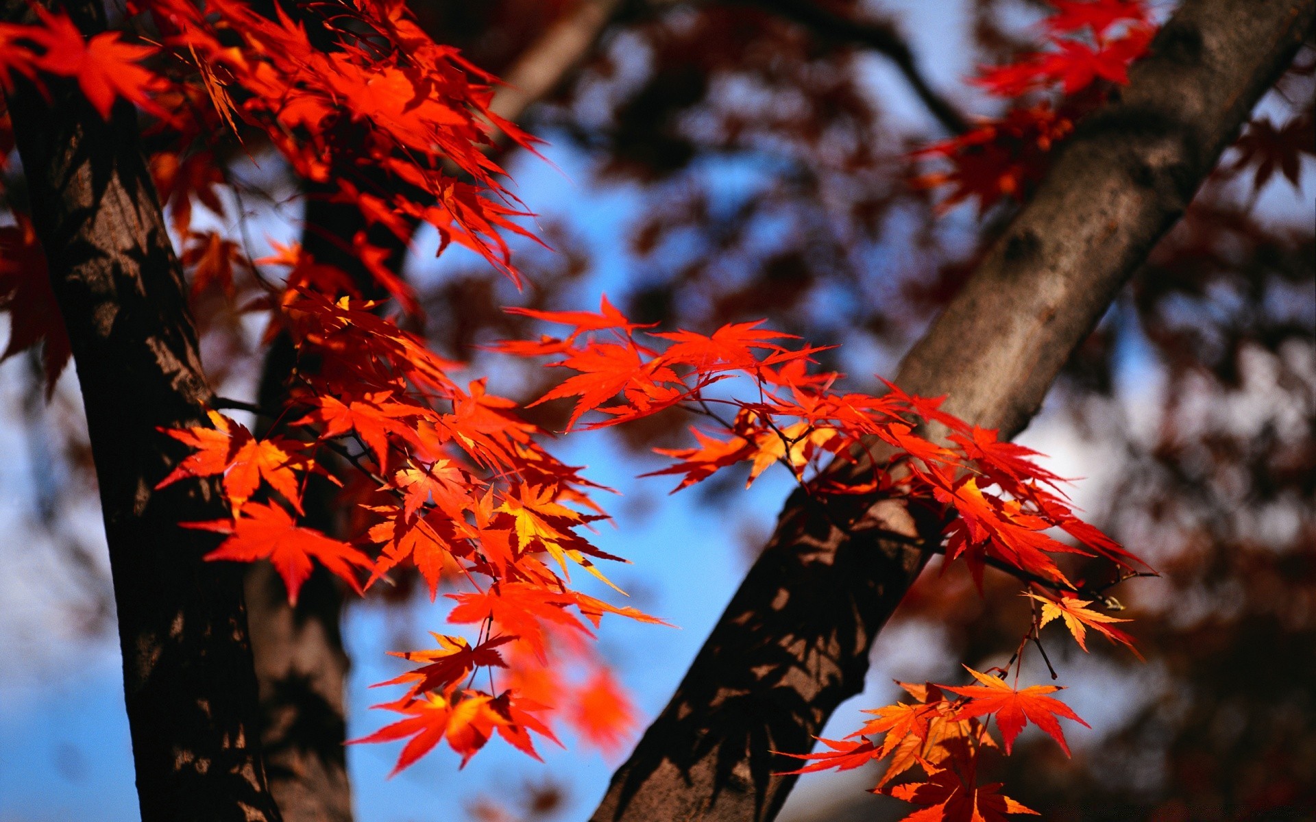 autumn leaf fall tree maple wood branch season nature park outdoors color flora bright