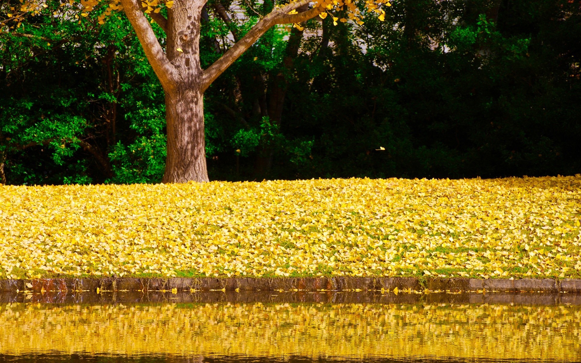 autunno stagione albero natura foglia flora agricoltura paesaggio autunno oro desktop rurale crescita colore ambiente all aperto legno giardino campagna fattoria