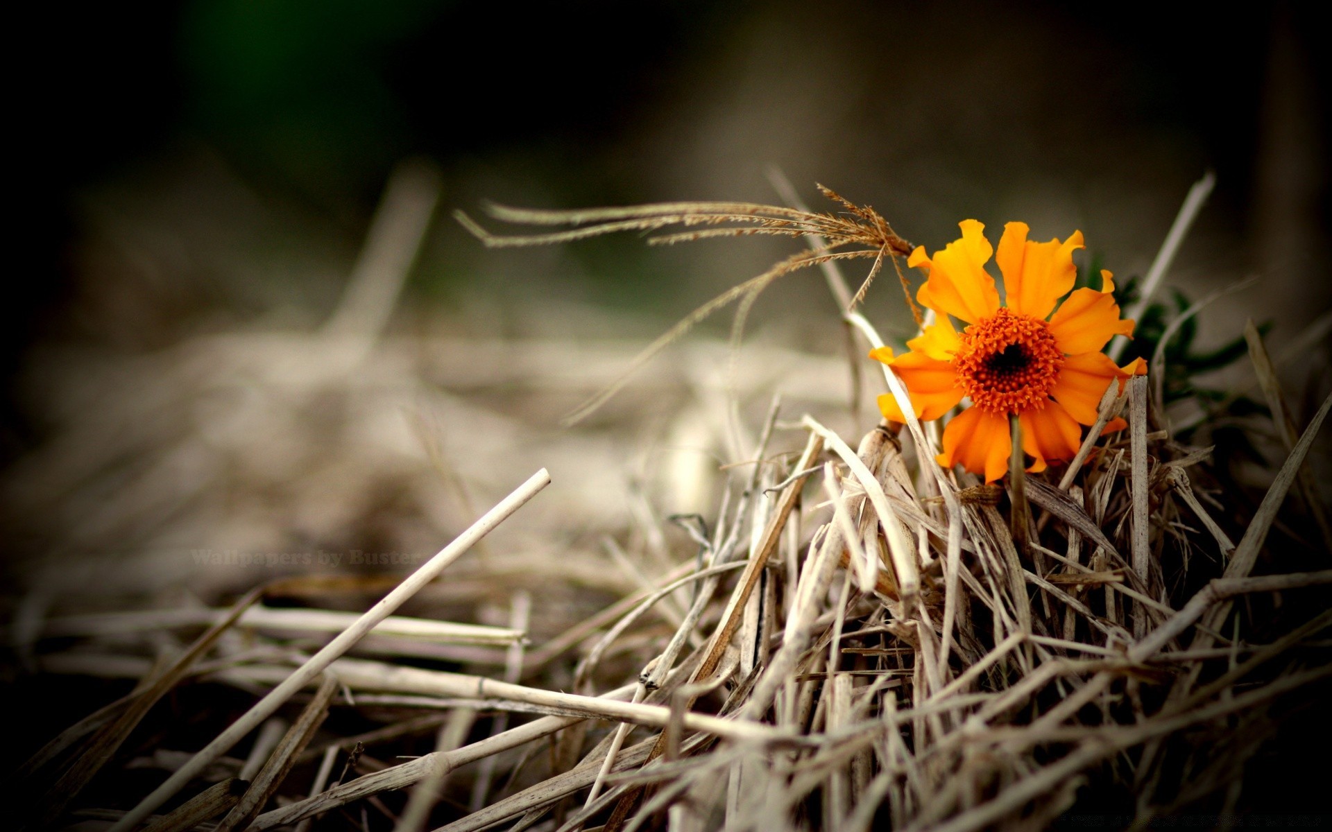 herbst natur blume flora im freien farbe gras garten schließen