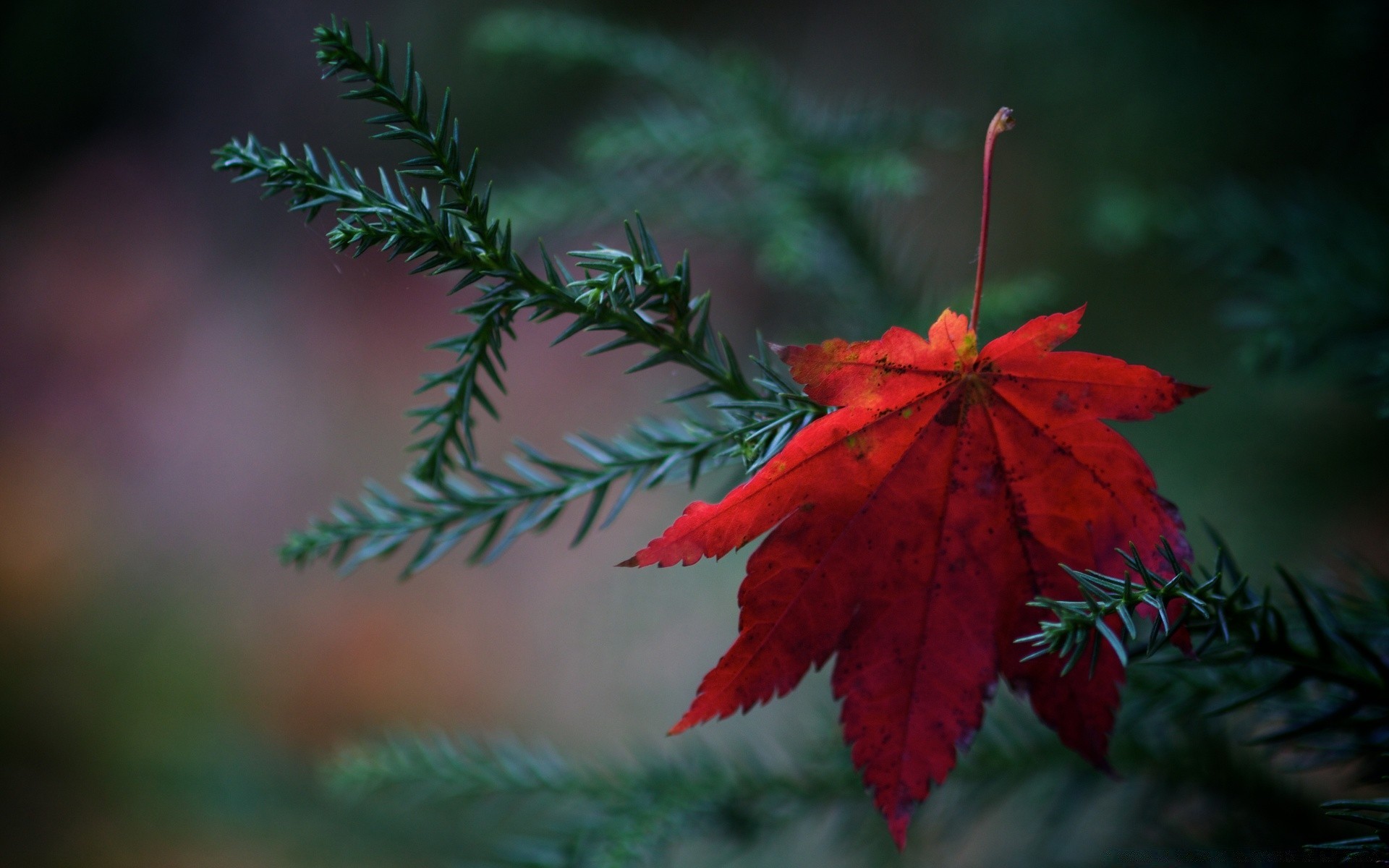 autumn tree christmas leaf winter evergreen branch nature blur outdoors