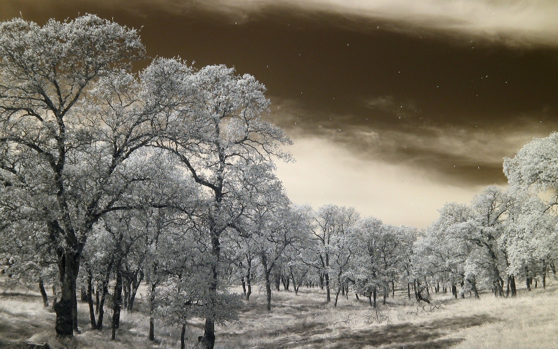 automne arbre paysage hiver nature météo neige saison gel scène branche en plein air