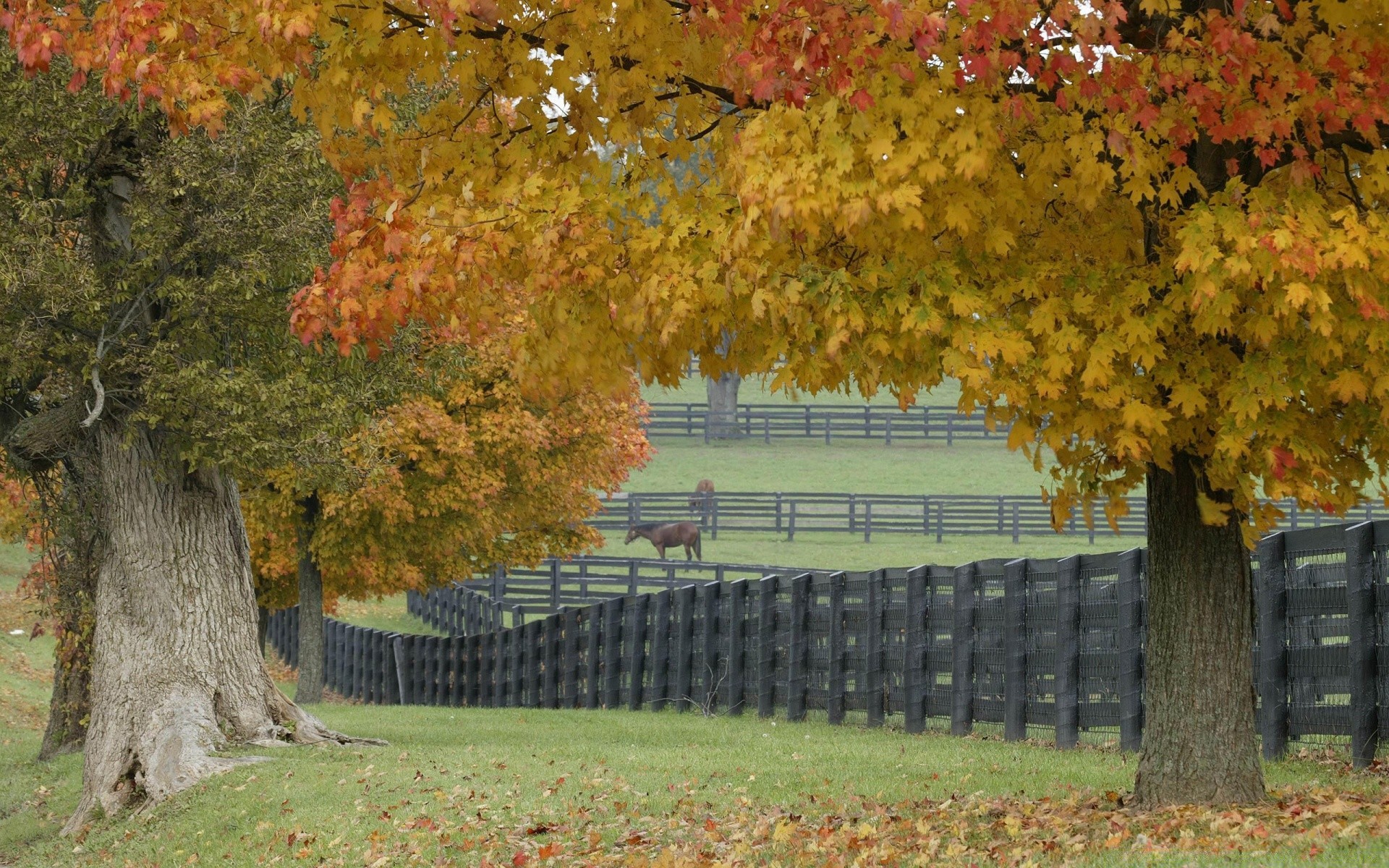 autumn fall leaf tree season maple nature landscape park wood outdoors branch scenic bright countryside rural color