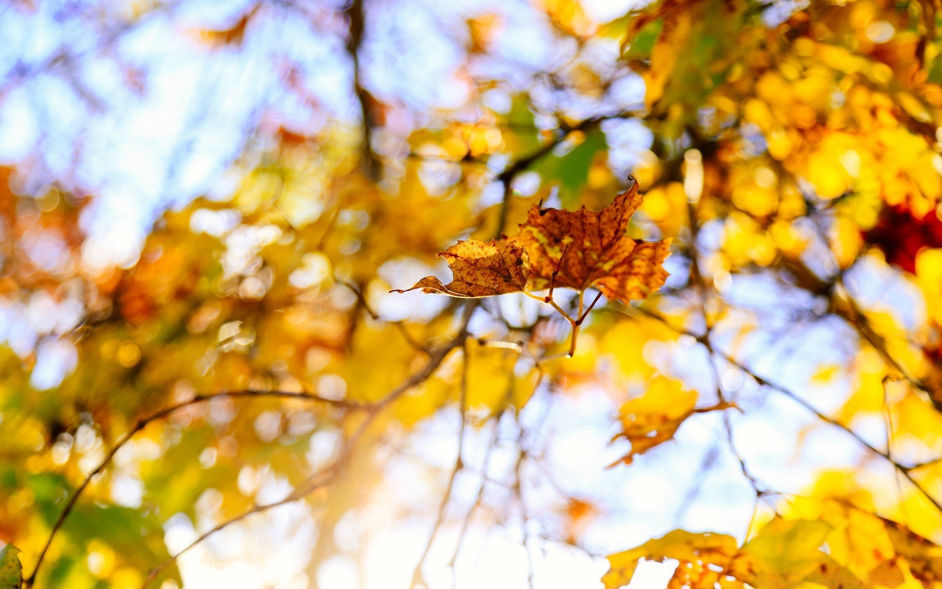 otoño otoño hoja árbol naturaleza brillante temporada buen tiempo sol oro color rama arce madera parque