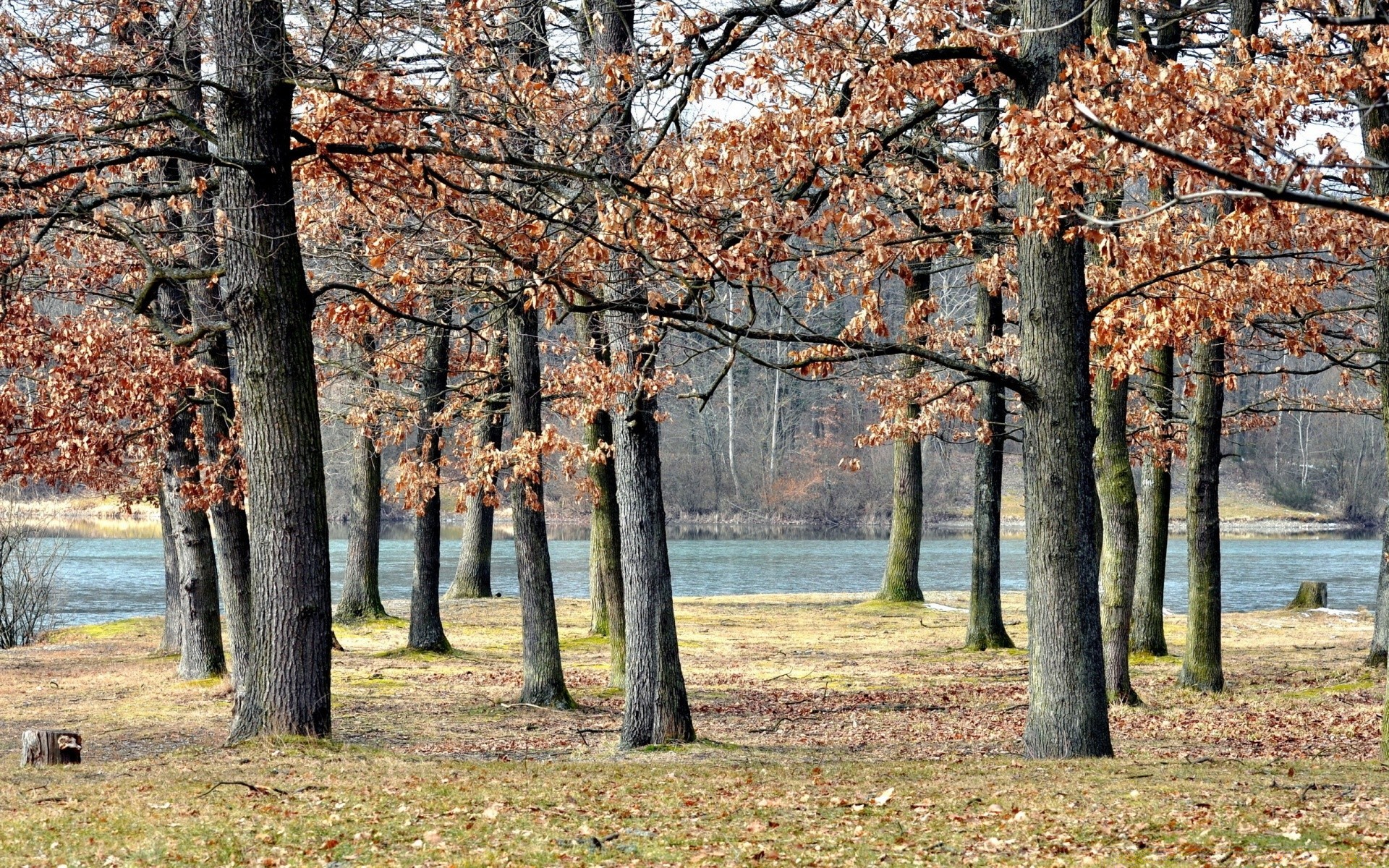 autunno albero autunno legno natura parco stagione paesaggio foglia ramo scenic scenario scena all aperto ambiente acero rurale manuale colore flora