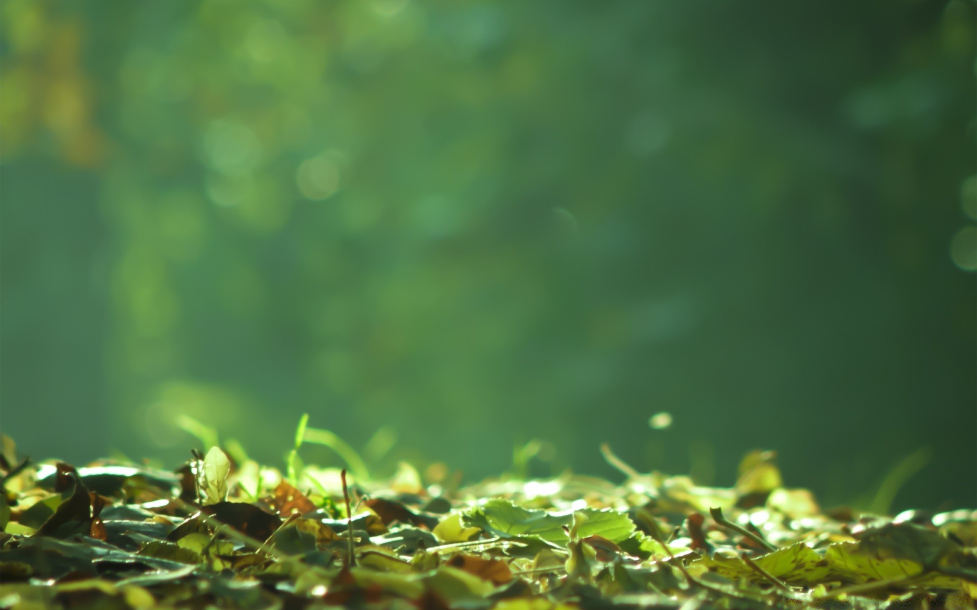 autumn blur leaf nature garden flora grass summer growth environment outdoors rain light flower fair weather drop desktop sun color