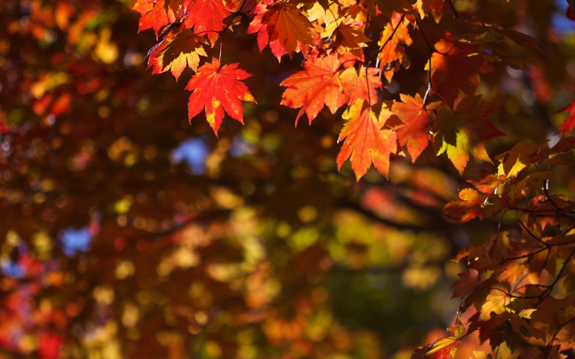 autumn leaf fall maple bright nature lush tree outdoors season park fair weather wood color branch flora