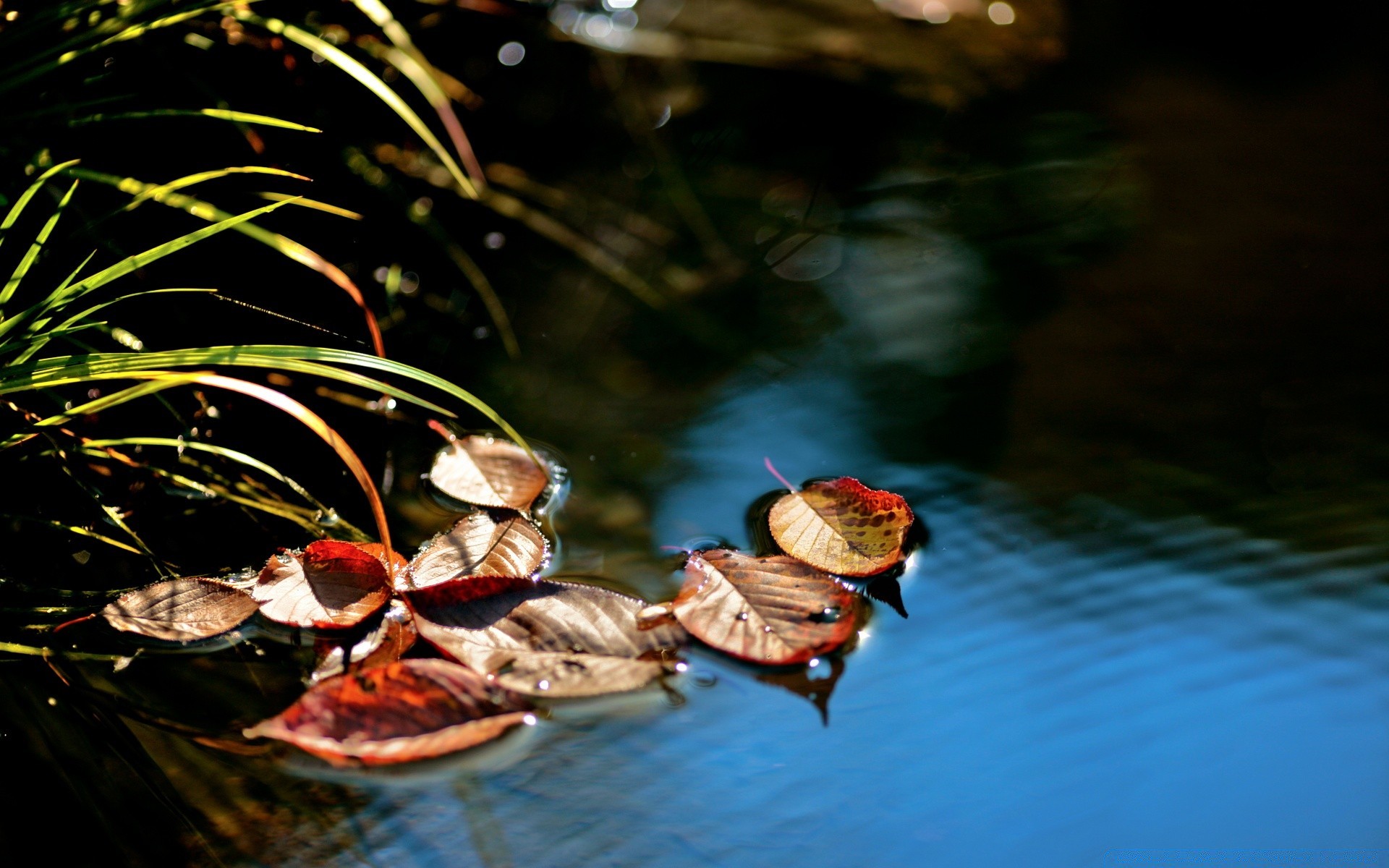 autumn water nature outdoors river blur reflection leaf wildlife invertebrate food