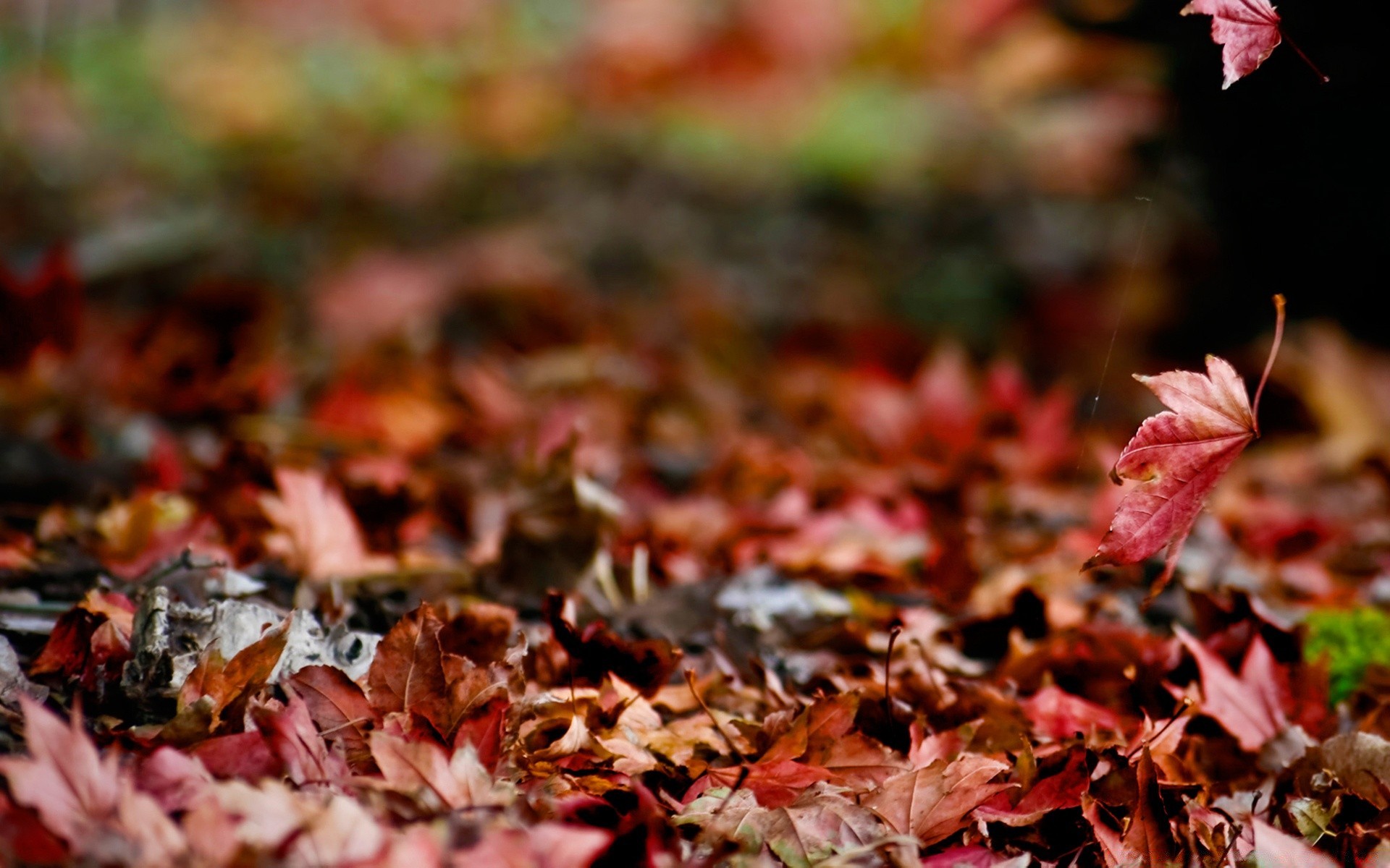 automne automne feuille nature érable saison à l extérieur flore couleur bois sec gros plan sol bureau parc environnement bois lumineux jardin