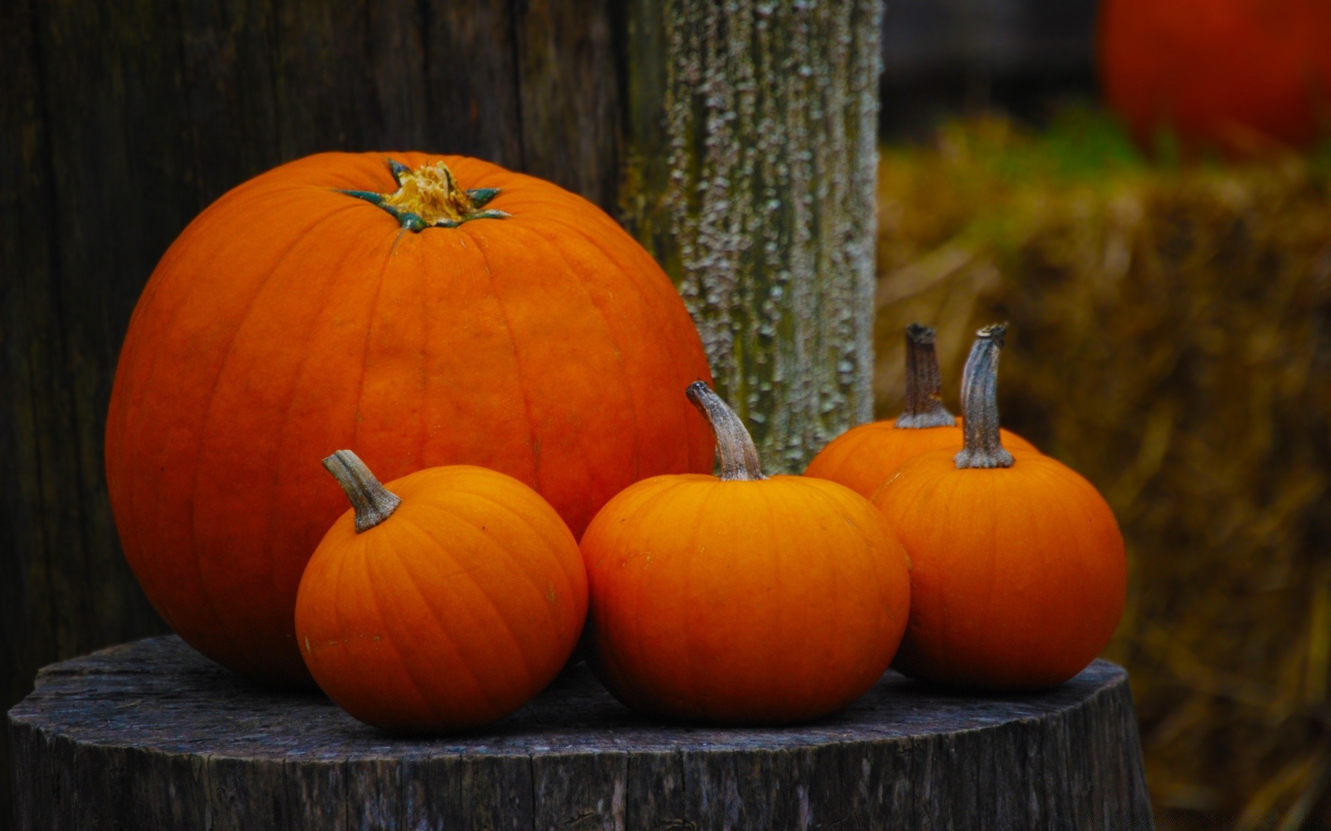 autunno zucca halloween autunno ringraziamento pascolo crescere lanterna cibo zucca verdura zucca