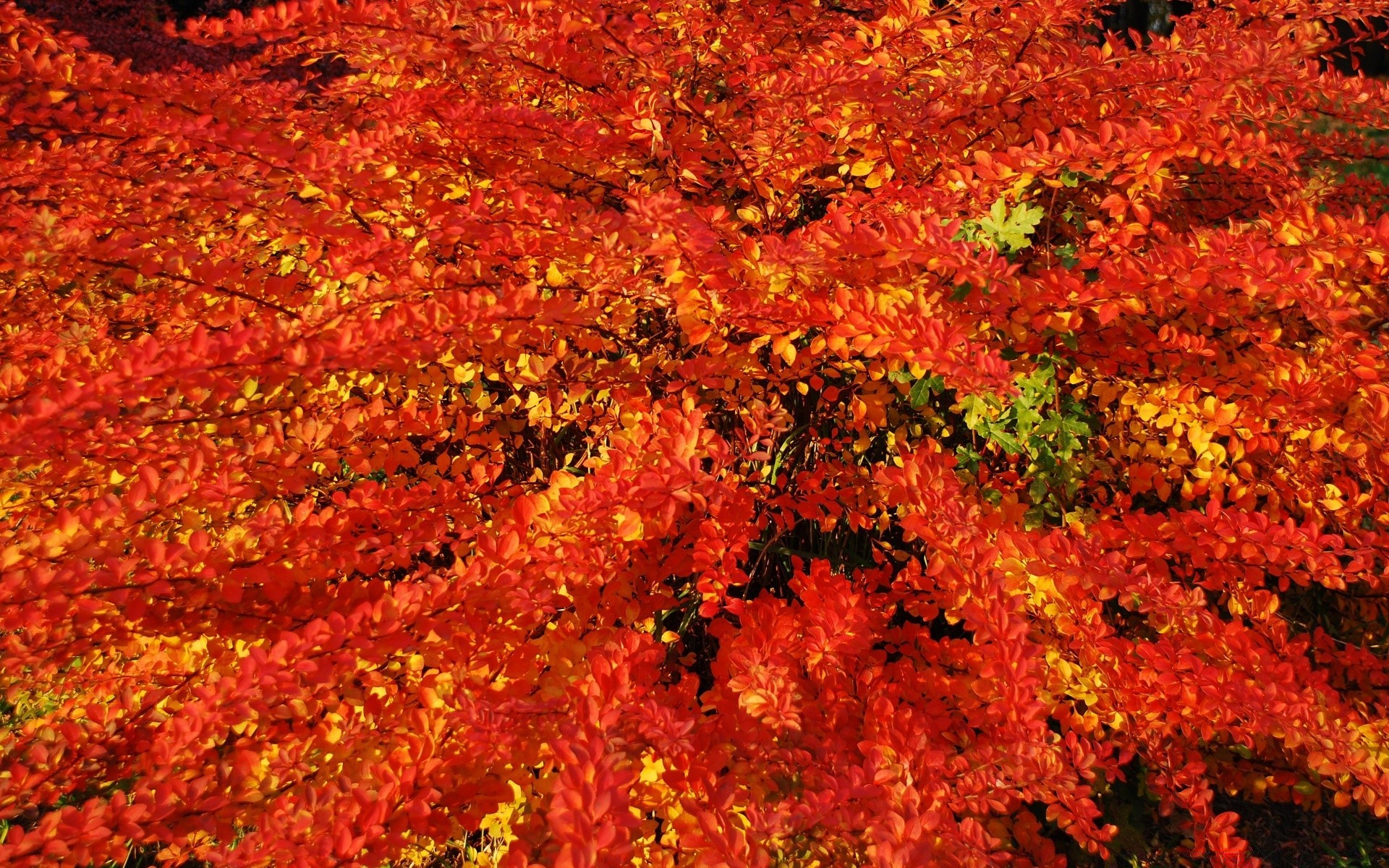 autumn fall leaf season maple color bright tree nature flora vibrant desktop outdoors texture gold lush pattern abstract change