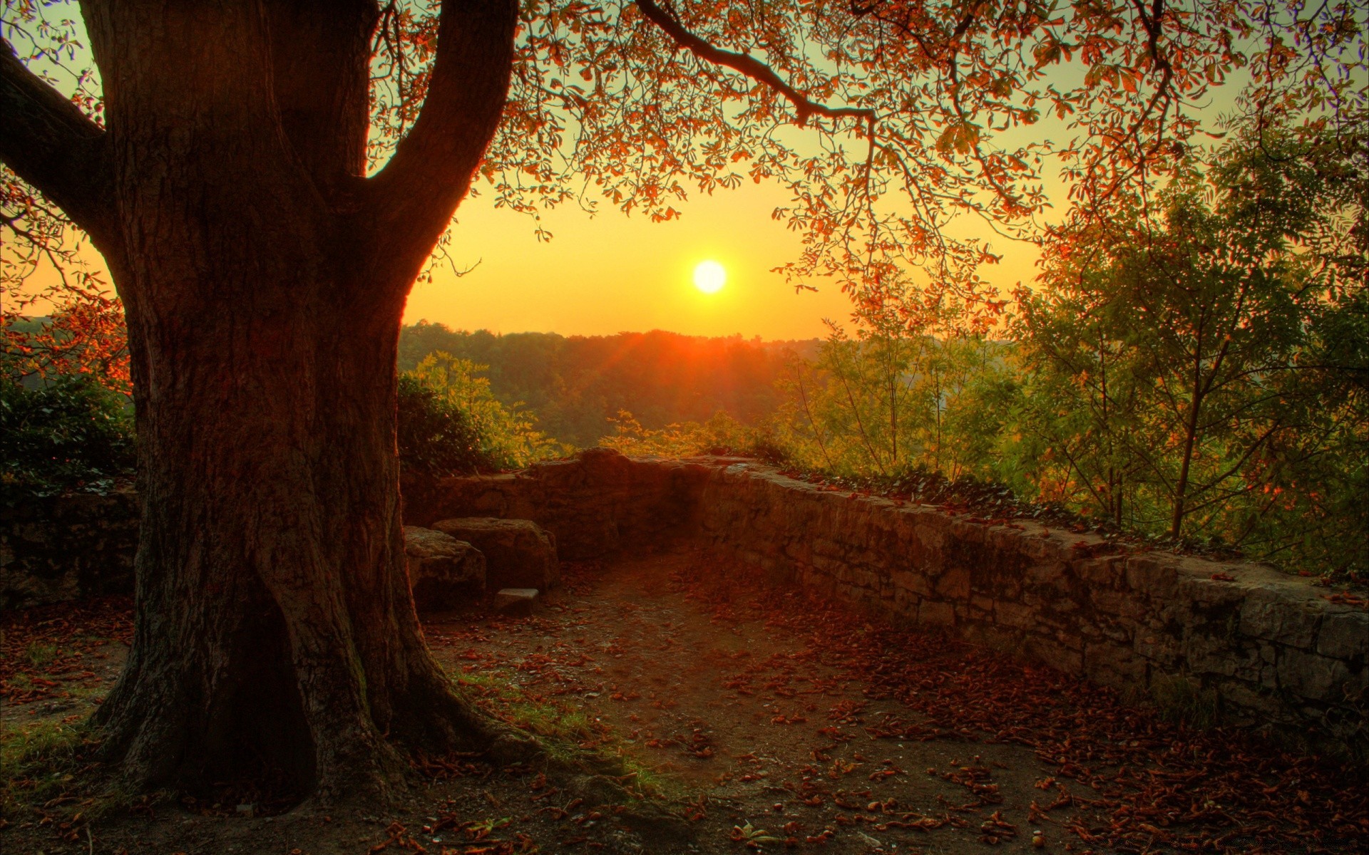 autumn tree dawn wood landscape nature light sun leaf park outdoors sunset fair weather mist fall evening fog scenic