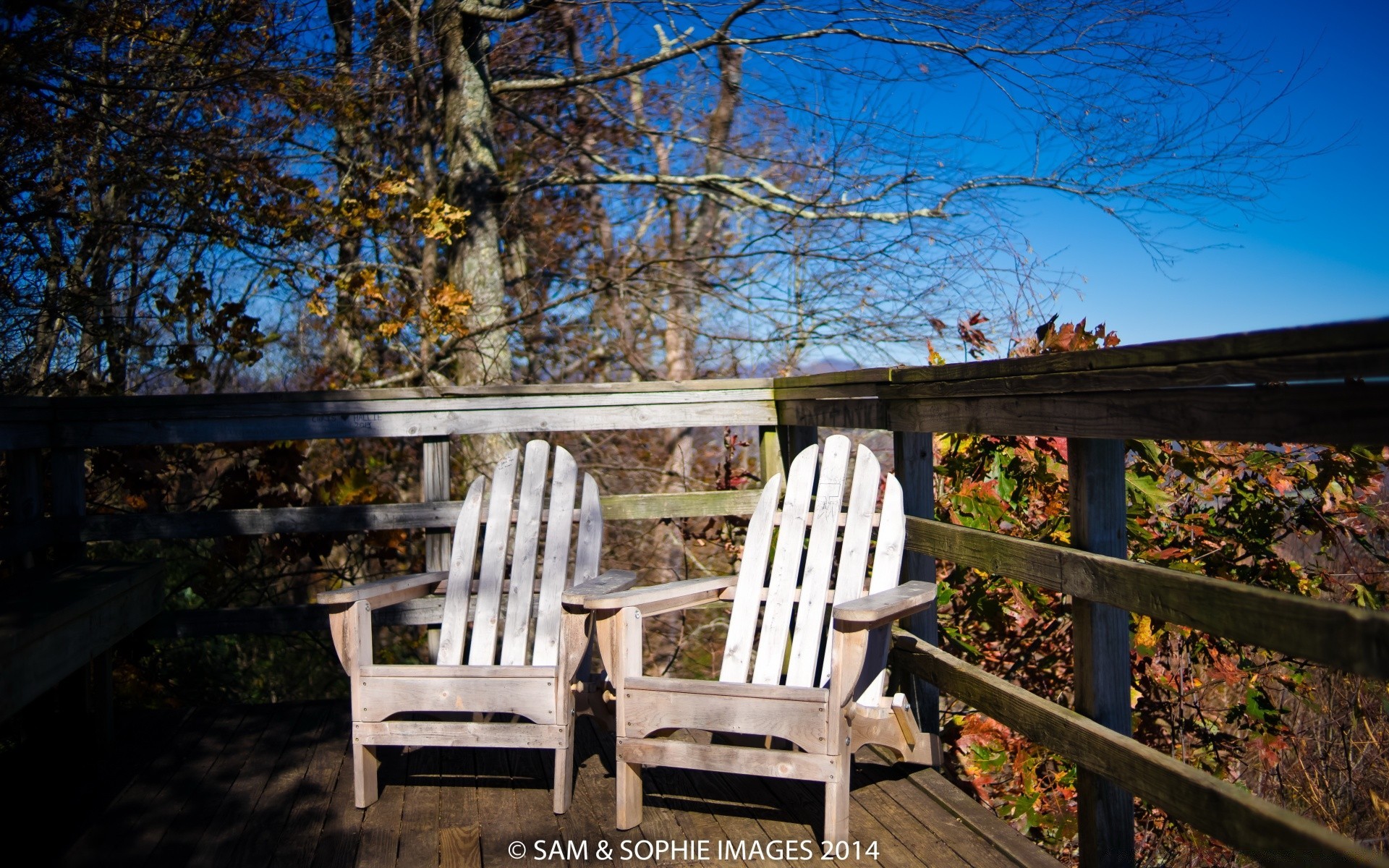 automne bois à l extérieur siège banc nature vide chaise automne arbre famille