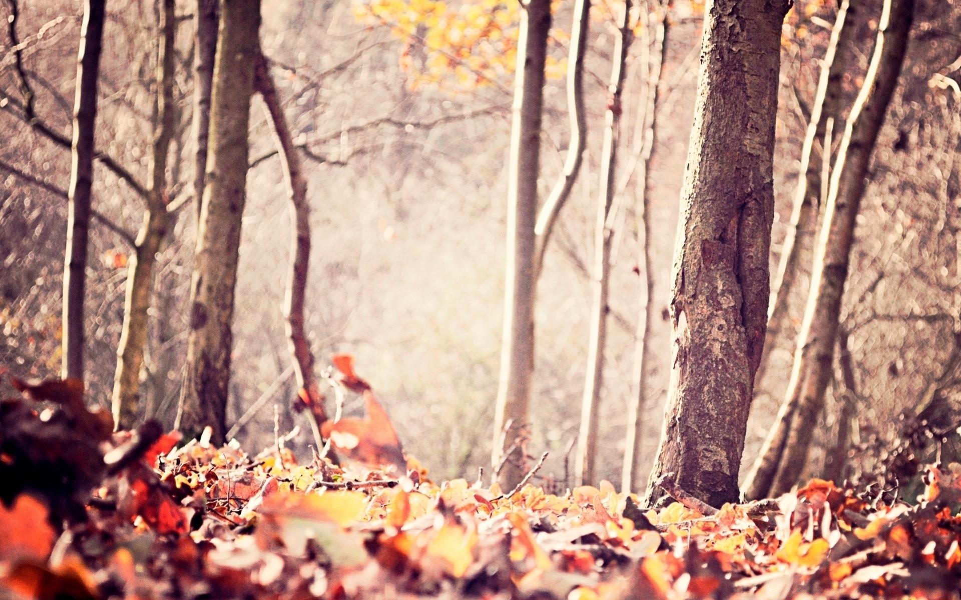 otoño otoño madera hoja árbol naturaleza temporada al aire libre paisaje invierno