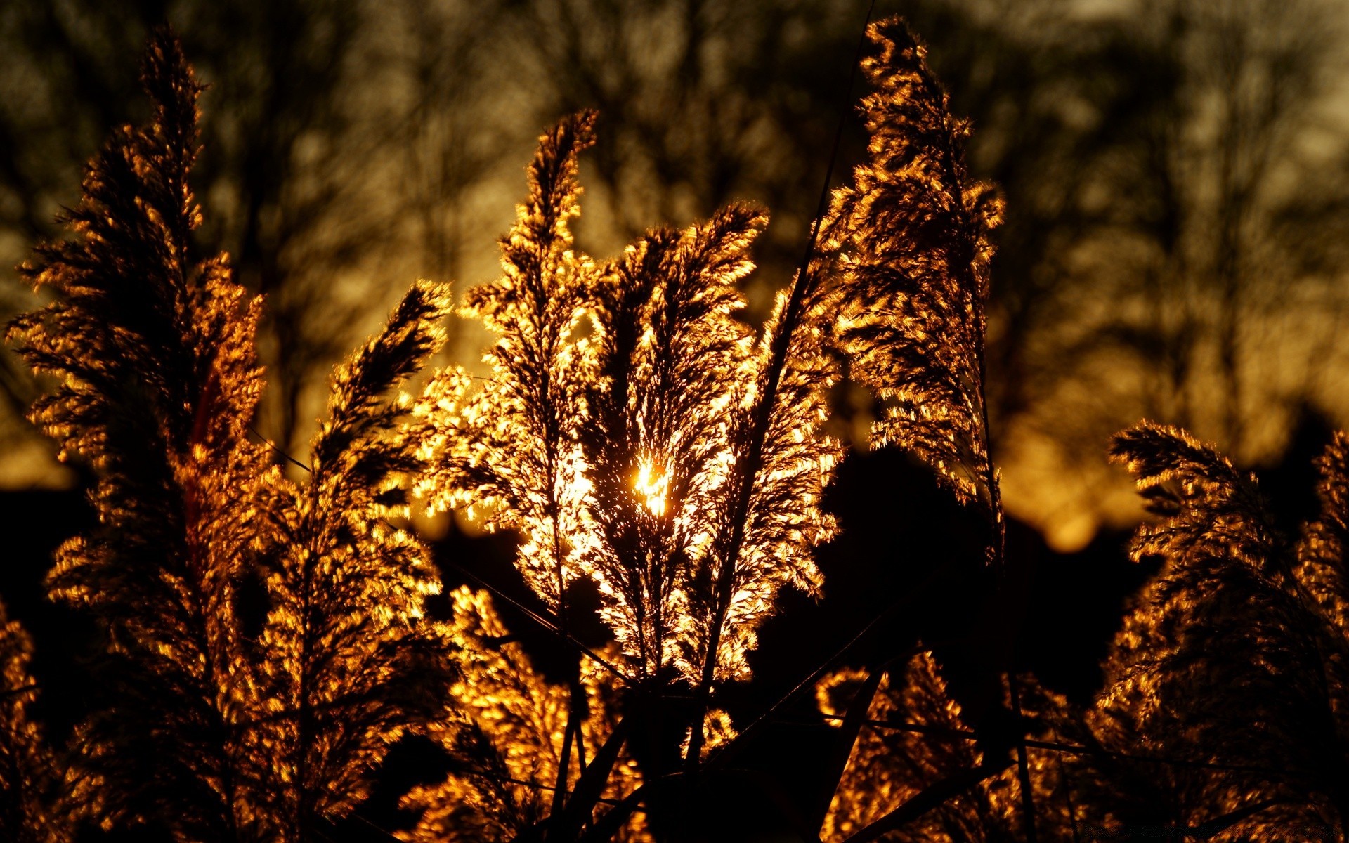 herbst im freien natur holz holz winter herbst sonnenuntergang blatt gutes wetter sonne licht aufstieg dämmerung